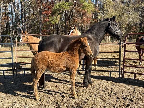 cross-harness-belgian-friesian-horse