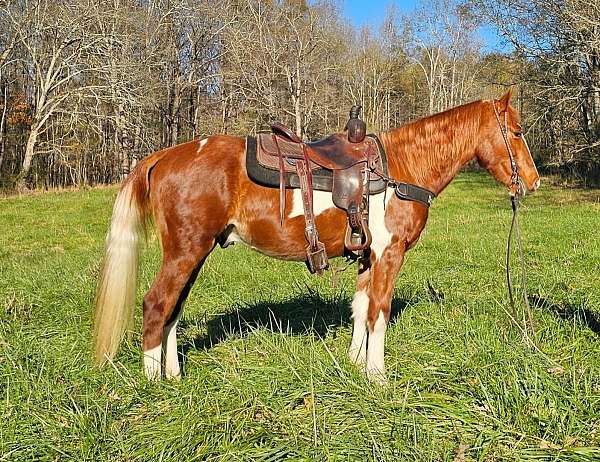 trained-gaited-horse-spotted-saddle