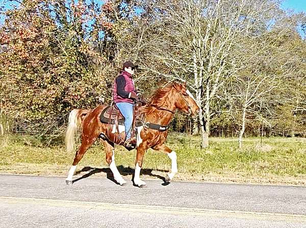 trick-horse-spotted-saddle