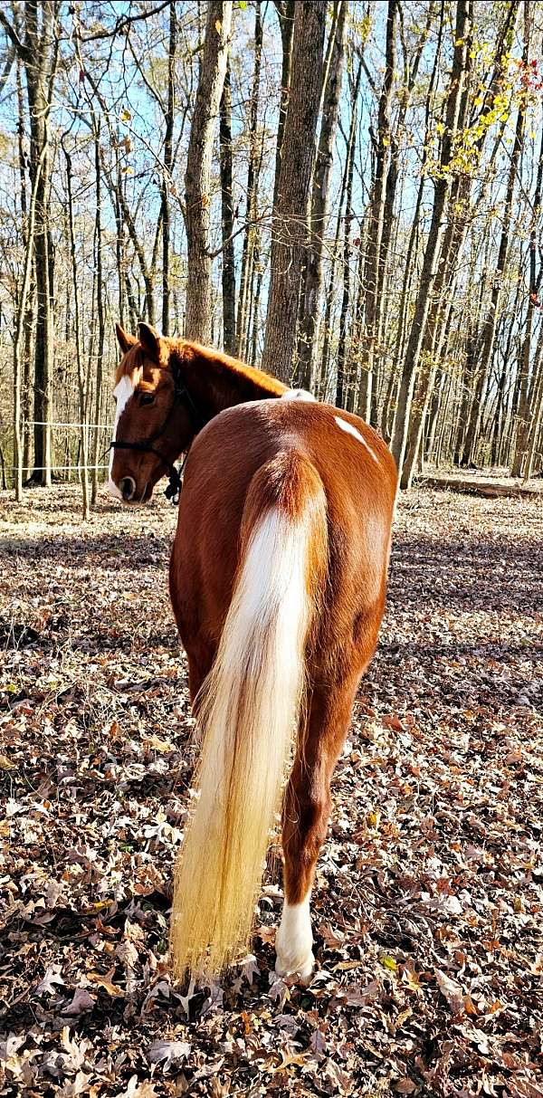 western-ridin-spotted-saddle-horse