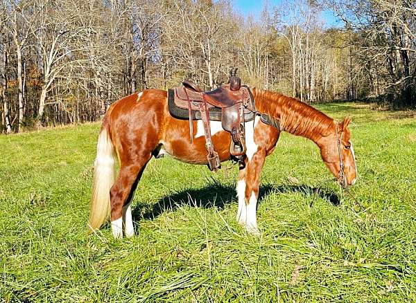 tobiano-see-pictures-horse