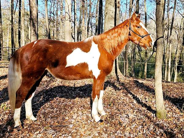 gaited-horse-spotted-saddle