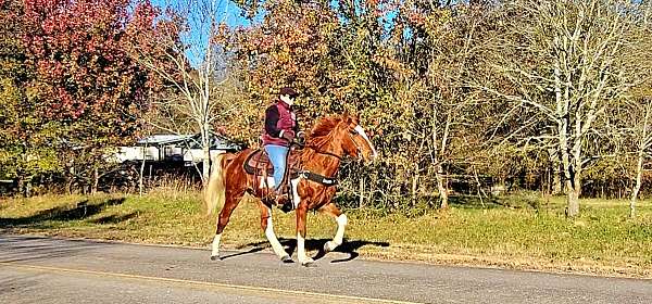 trail-gaited-horse-spotted-saddle