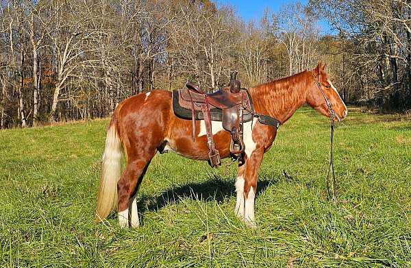 family-horse-spotted-saddle