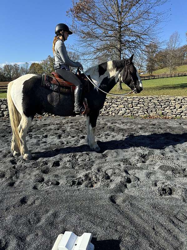 paint-percheron-horse