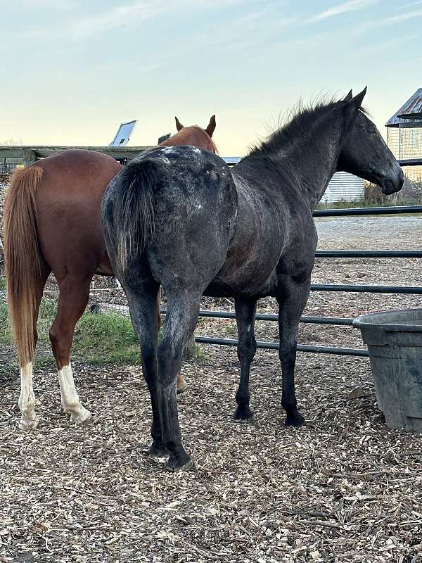 all-around-appaloosa-horse