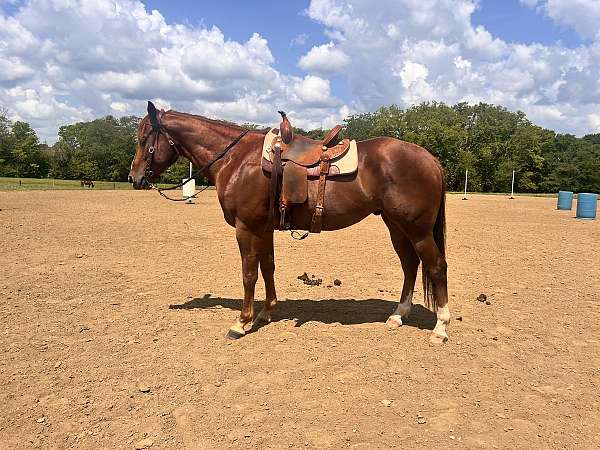 stallion-working-gelding-stallion