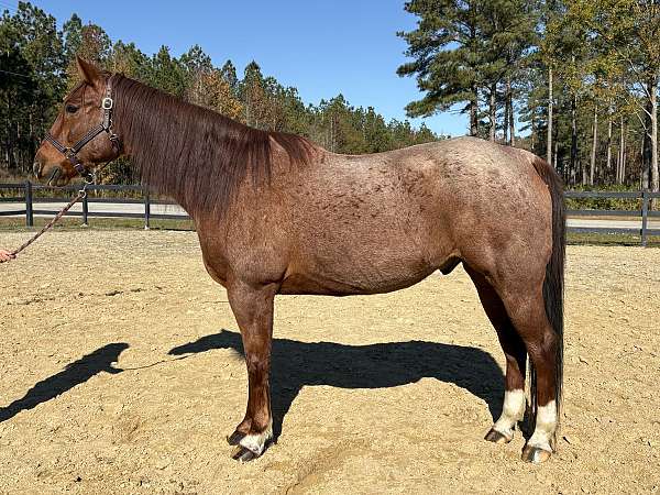 red-roan-quarter-horse-gelding