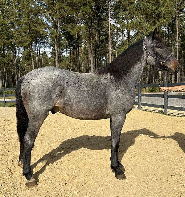 blue-roan-draft-gelding