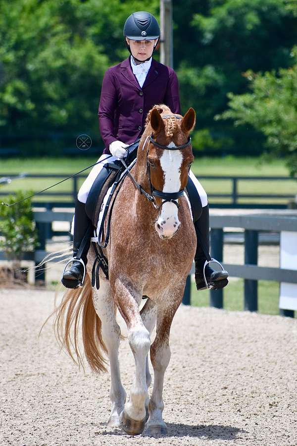 dressage-jumper-dutch-warmblood-warmblood-horse