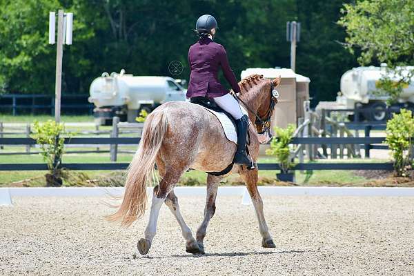 red-roan-roan-dressage-jumper-horse