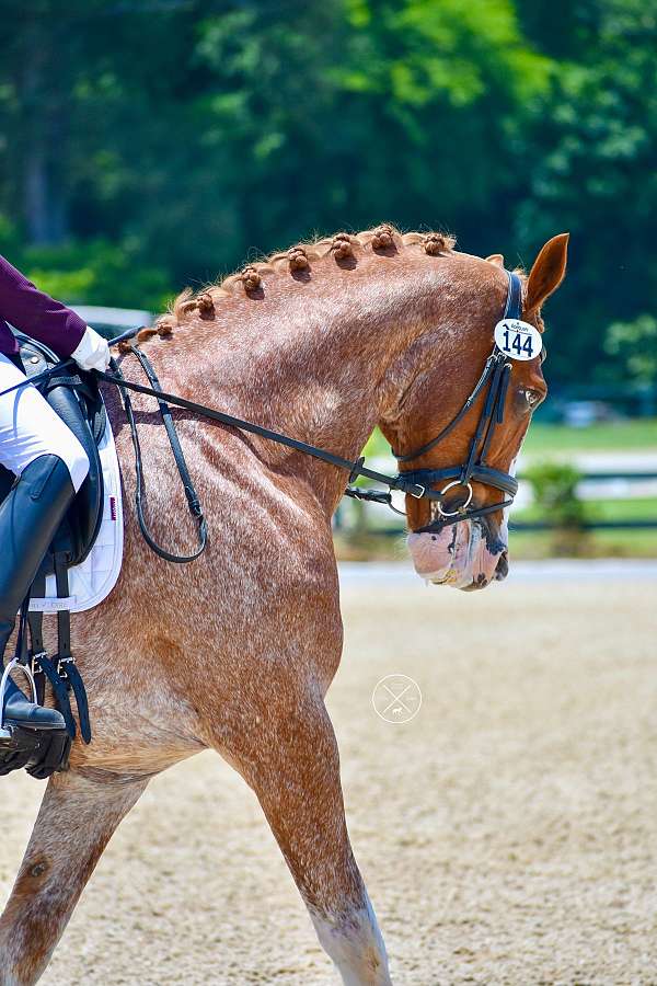 red-roan-roan-dutch-warmblood-warmblood-gelding