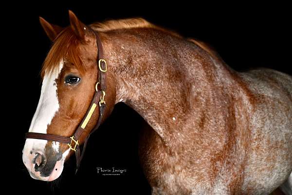 red-roan-roan-kwpn-horse