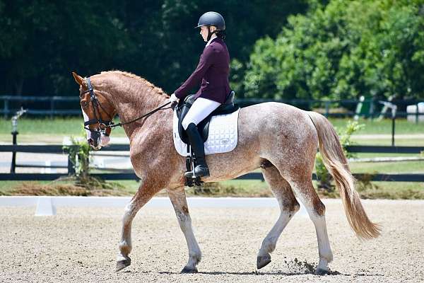 red-roan-roan-dutch-warmblood-warmblood-for-sale