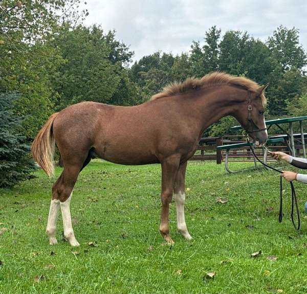 black-pony-stallion-yearling