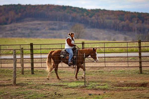 all-around-quarter-horse