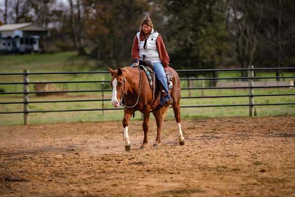 beginner-safe-quarter-horse