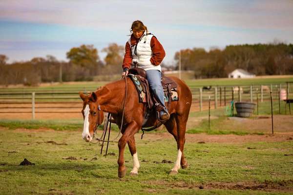 family-horse-quarter