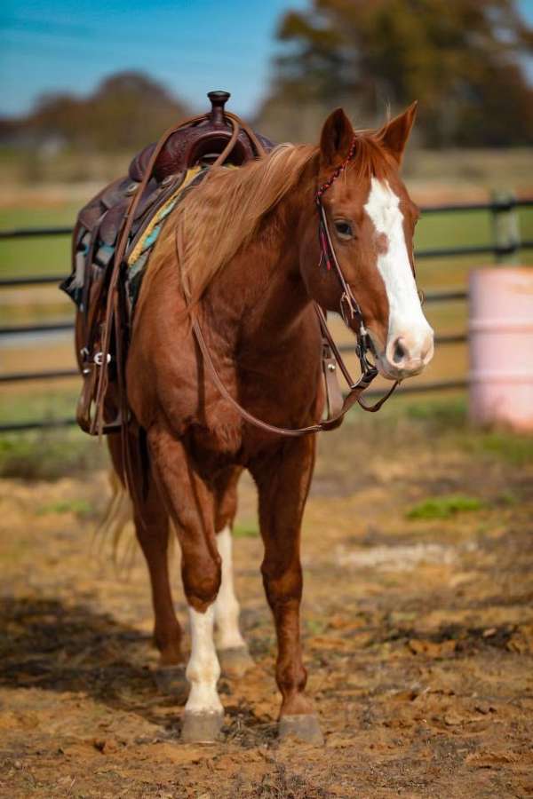 ranch-work-quarter-horse