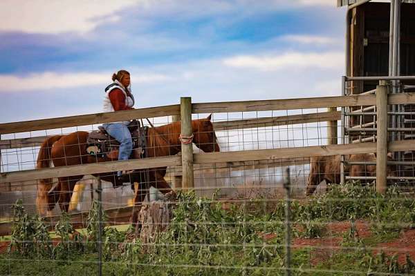 trail-quarter-horse