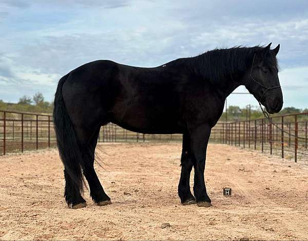 ranch-work-quarter-horse