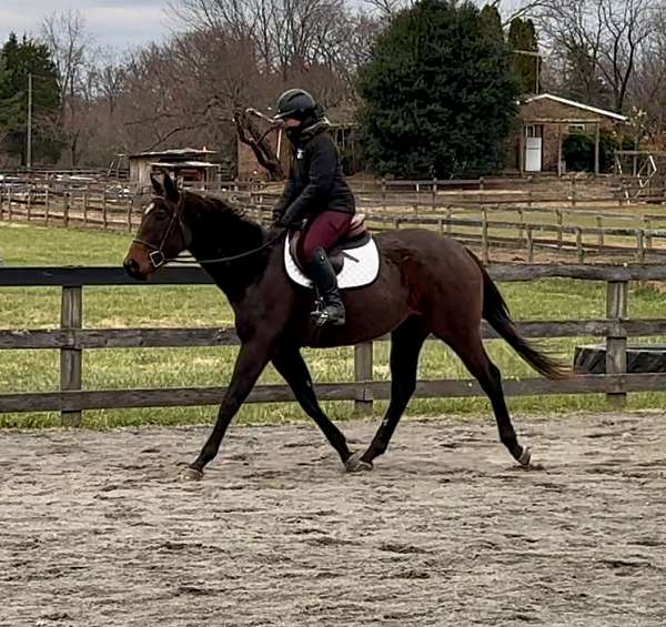 bay-cross-trained-horse