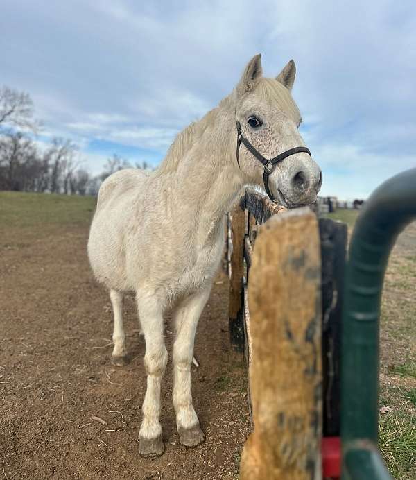 project-percheron-pony