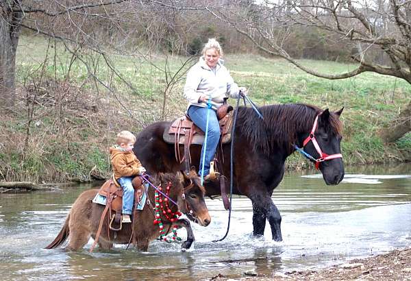 playday-mule