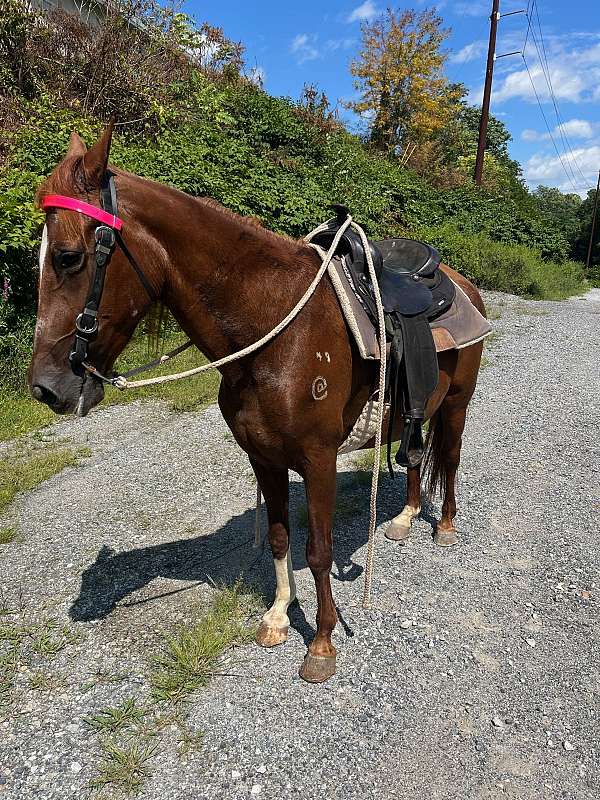 beginner-cross-paso-fino-horse