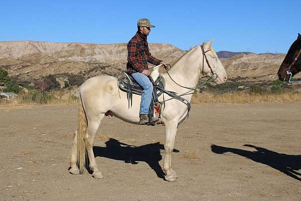 perlino-working-equitation-horse