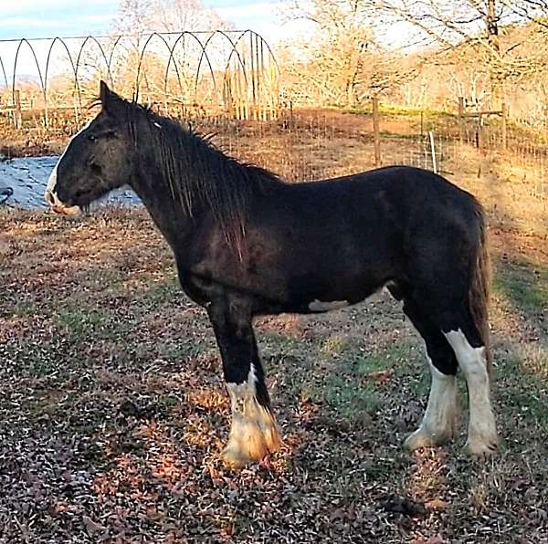 black-blaze-4-whites-horse