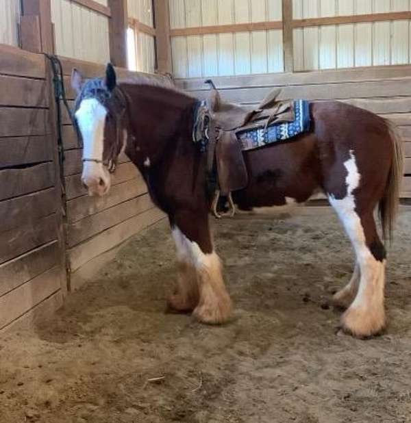 clydesdale-clydesdale-draft-horse