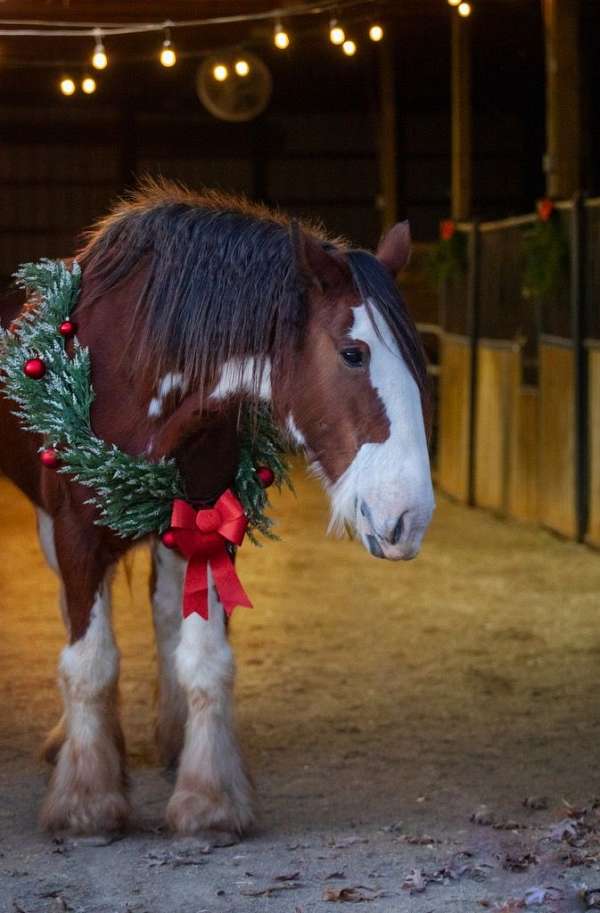 brood-clydesdale-horse