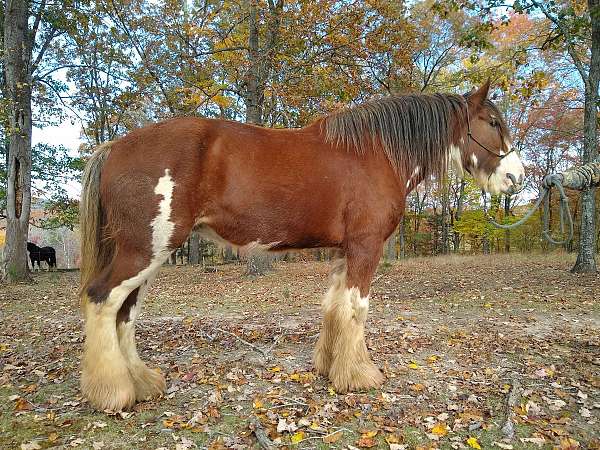 brood-mare-clydesdale-horse