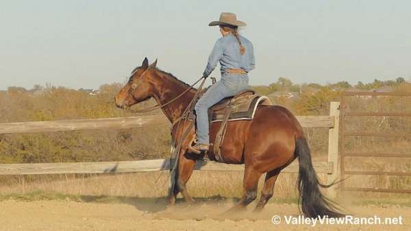 14-hand-quarter-horse-gelding