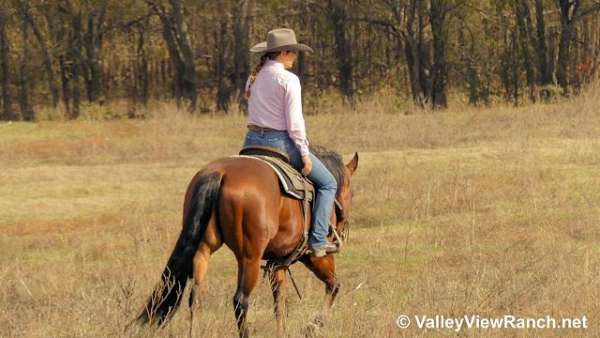 bay-gelding-for-sale