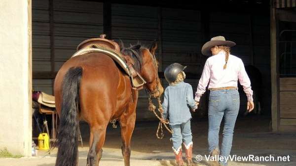 bay-quarter-horse-for-sale