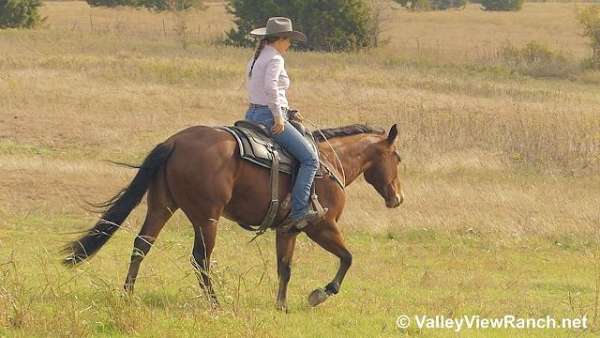 bay-quarter-horse-gelding