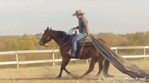 14-hand-gelding