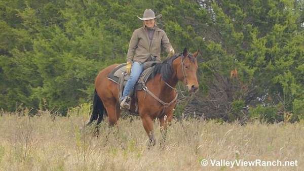 bay-gelding