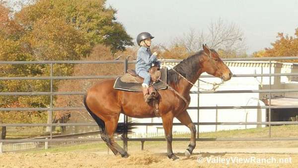 bay-quarter-horse