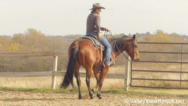 quarter-horse-gelding