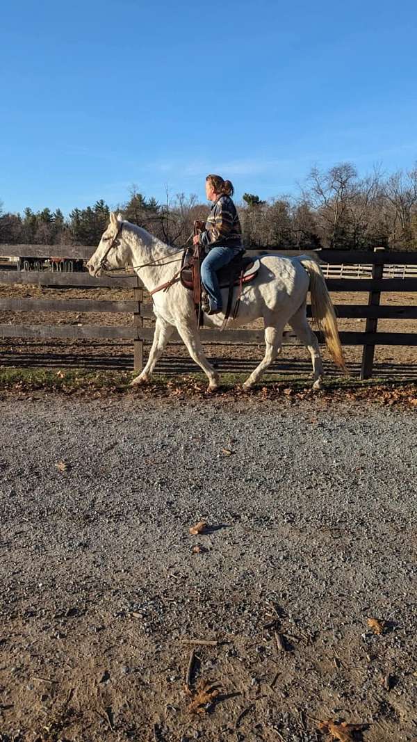 appaloosa-horse