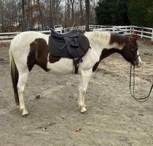 dressage-pony