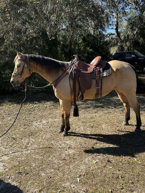 quarter-horse-gelding