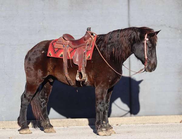 draft-ranch-work-horse