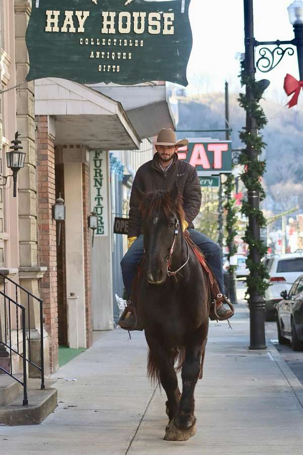 all-around-percheron-horse