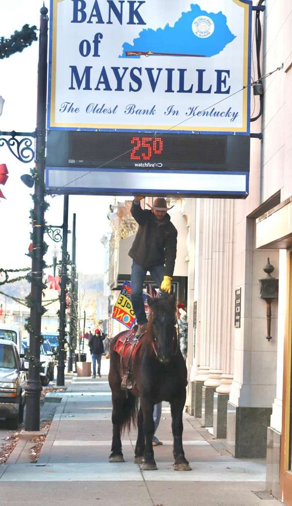 athletic-percheron-horse