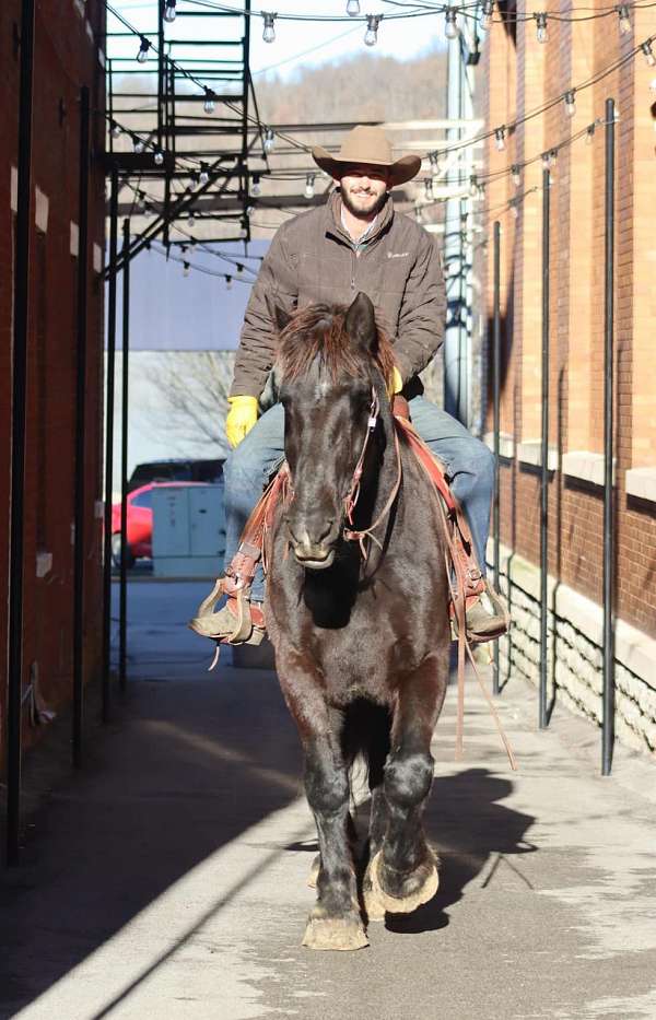 family-horse-percheron