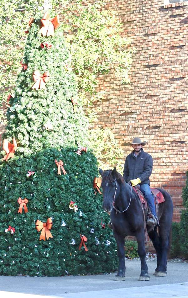 beginner-percheron-horse